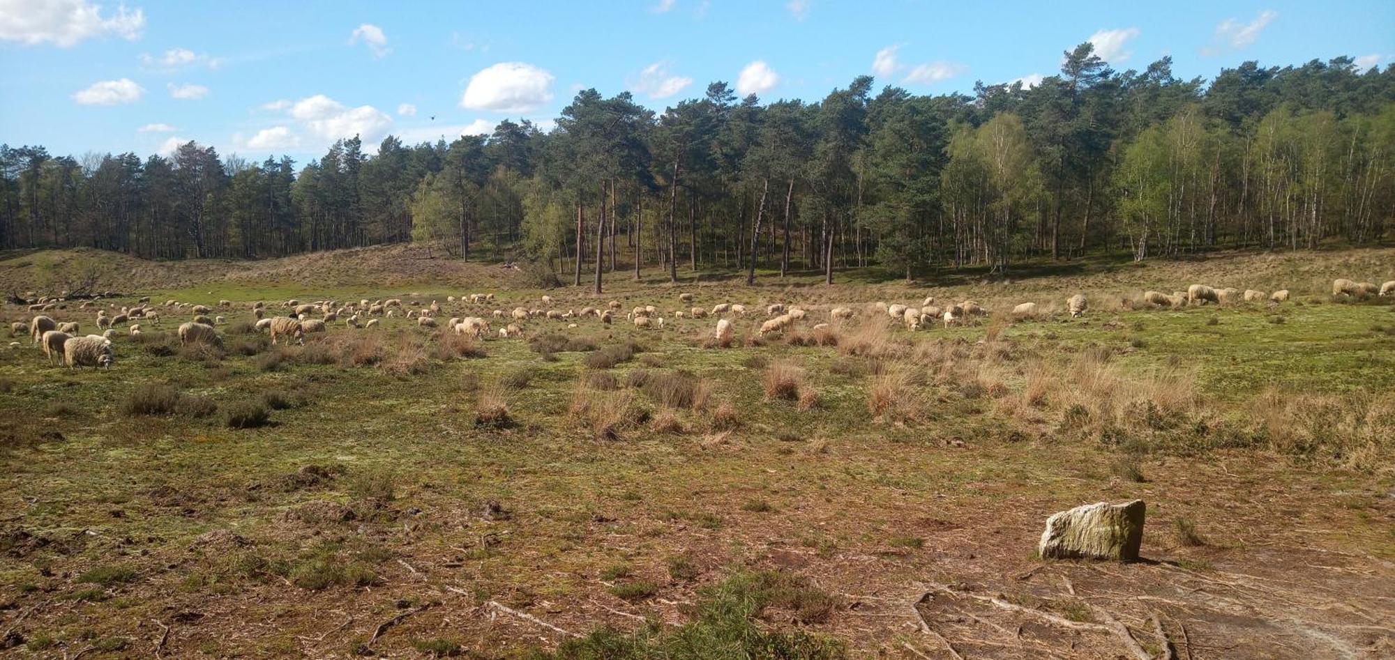 Tapuit Hotell Laag-Soeren Exteriör bild